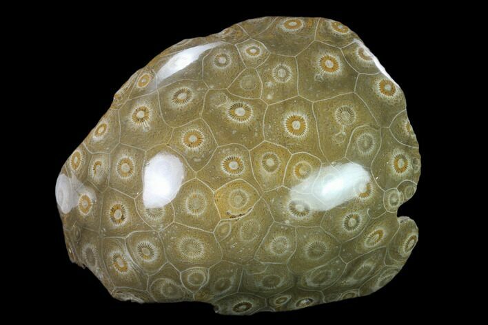 Polished Fossil Coral (Actinocyathus) - Morocco #136296